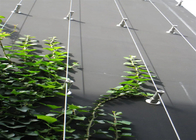 1.5mm Ferrule Rope Mesh Green Plant Climbing Trellis Wall 100*100mm For Garden