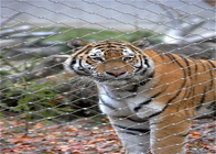 200x200mm Zoo Wire Mesh Animal Enclosure SS316 3.0mm
